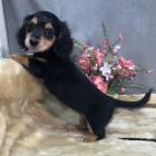 Prod�m zdrav� �t��ata Jezev��k�