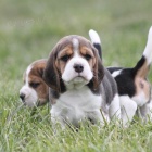 Prodám krásná štěňata BEAGLE Prodám krásná štěňata BEAGLE
