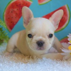 Francouzsk� buldo�ek s PP ( rodokmen FCI) 