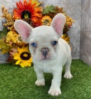 Francouzsk� buldo�ek s PP ( rodokmen FCI) 