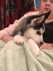 SIBIRSKY HUSKY - n�dherne �teniatka