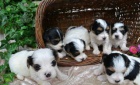 Biewer yorkshire terrier  Biewer yorkshire terrier