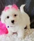 Bišonek - Bichon Frisé Bišonek - Bichon Frisé