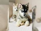 �t���tka husky (Chlapci a d�vky)