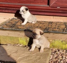 Prod�m �t��ata mopse b�ov�, �ern� a pandy