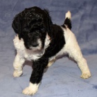 Prod�m zdrav� a o�kovan� �t��ata trpasli��ho pejska a feny Pudla.