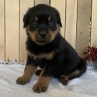 �t��ata rotvajlera k adopci zdarma