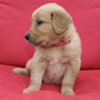 mini �t��ata zlat�ho retr�vra k adopci.