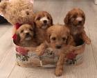 CAVAPOO �t��ata jako d�rek zdarma.