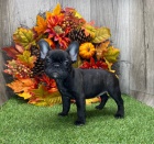 štěňata francouzského buldočka na vánoční dárek štěňata francouzského buldočka na vánoční dárek