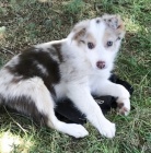 Border kolie �t��ata na prodej