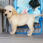 Zdrav� a kr�sn� mu�i a �eny labradorsk� retr�vr �t��ata na prodej.