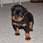 Rotvajler �T��ATA k adopci.