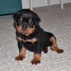 Rotvajler �T��ATA k adopci.