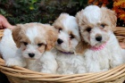Štěňata CAVACHONA na prodej (typ psů smíšených plemen, kteří pocházejí z kavalír King Charles španěl a bišonek) Štěňata CAVACHONA na prodej (typ psů smíšených plemen, kteří pocházejí z kavalír King Charles španěl a bišonek)
