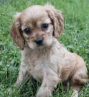 Hygienicky vy�kolen� miniaturn� �t��ata kokr�pan�l� na prodej (k��enec plemen kaval�r King Charles �pan�l a kokr�pan�l)