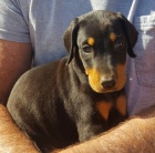 Prodm tata dobrmana.