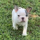 Prodám ZDRAVÁ a OČKOVANÁ štěňata francouzského buldočka. Prodám ZDRAVÁ a OČKOVANÁ štěňata francouzského buldočka.