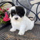 rozko�n� a zdrav� Havansk� �t��ata na prodej.