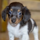 Prod�m �t��ata Jezev��k�