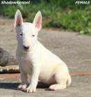 Mini bulteri�r �t��ata