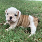 Prod�m kr�sn� �t���tka anglick�ho buldo�ka psa a fenky.