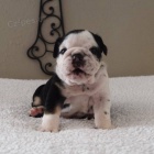 Prod�m �t��ata mal�ho anglick�ho buldo�ka psa a fenku.