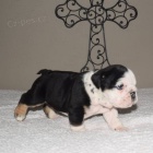 Prod�m �t��ata mal�ho anglick�ho buldo�ka psa a fenku.