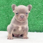 Prodám štěňata lila francouzského buldočka. Prodám štěňata lila francouzského buldočka.