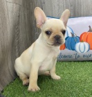 Prodám štěňata francouzského buldočka. Prodám štěňata francouzského buldočka.