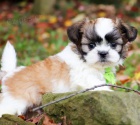 Prod�m ZDRAV� A O�KOVAN� �t��ata SHIH TZU