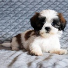 Prod�m o�kovan� �t��ata SHIH TZU