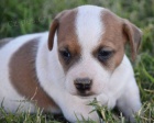 získejte na prodej úžasná a zdravá štěňata jack russella. získejte na prodej úžasná a zdravá štěňata jack russella.