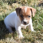 jack russell teriéra. jack russell teriéra.