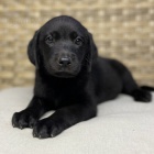 Prod�m zdrav� a o�kovan� �t��ata �ern�ho Labradora.