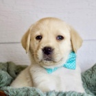 Prod�m �t��ata labradorsk�ho retr�vra.