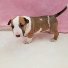 zdrav� �t��ata bulteri�ra k adopci.