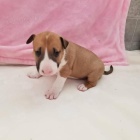 zdrav� �t��ata bulteri�ra k adopci.