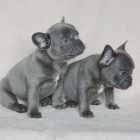 Štěňata francouzského buldočka, 3 měsíce stará Štěňata francouzského buldočka, 3 měsíce stará