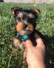 Prodám roztomilá a krásná štěňátka mini yorkie. Prodám roztomilá a krásná štěňátka mini yorkie.