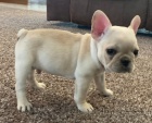 Prodám štěňata francouzského buldočka. Prodám štěňata francouzského buldočka.