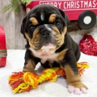 Prod�m v�no�n� �t��ata anglick�ho buldo�ka