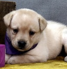 Prod�m zdrav� �t��ata labradora.