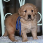 Prod�m �t��ata zlat�ho retr�vra.