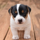 získejte na prodej úžasná a zdravá štěňata jack russella. získejte na prodej úžasná a zdravá štěňata jack russella.