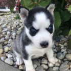 krásný a rozkošný sibiřský husky s krásnýma modrýma očima. krásný a rozkošný sibiřský husky s krásnýma modrýma očima.