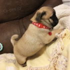 o�kovan� a od�erven� �t��ata mops� jako v�no�n� d�rek.