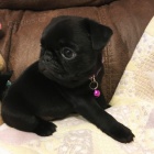 �ern� o�kovan� a od�erven� �t��ata mopse jako v�no�n� d�rek.