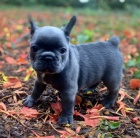 Krásná štěňata pejska a fenky francouzského buldočka k dispozici a připravena k prodeji. Pouze pro vážné osoby. Krásná štěňata pejska a fenky francouzského buldočka k dispozici a připravena k prodeji. Pouze pro vážné osoby.