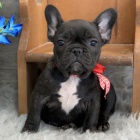 12 TÝDNŮ Štěňata francouzského buldočka k adopci 12 TÝDNŮ Štěňata francouzského buldočka k adopci